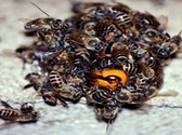 Новый метод исследования особенности летной деятельности медоносных пчел